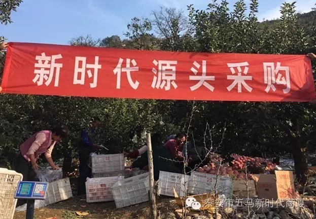 【五马店产地直采】美味可口的沂源富士等您选！