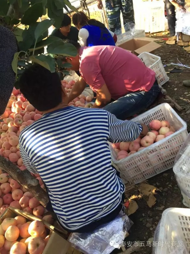 【五马店产地直采】美味可口的沂源富士等您选！