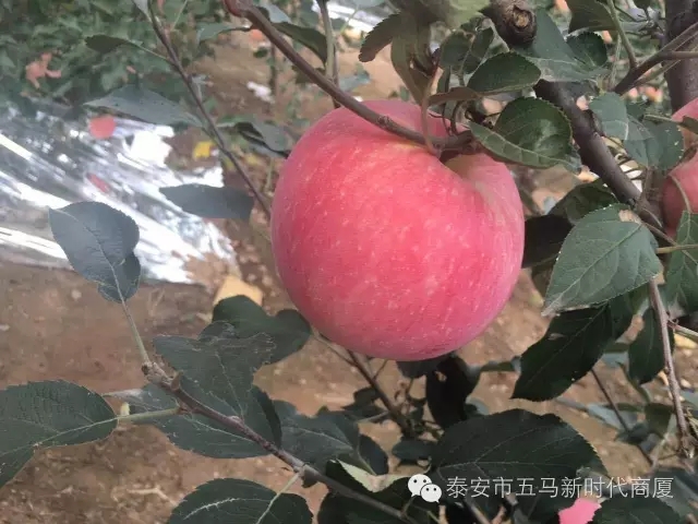 【五马店产地直采】美味可口的沂源富士等您选！